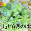 セリ栽培【簡単再生、美味しい根】『ぽて²農場記’22』6月